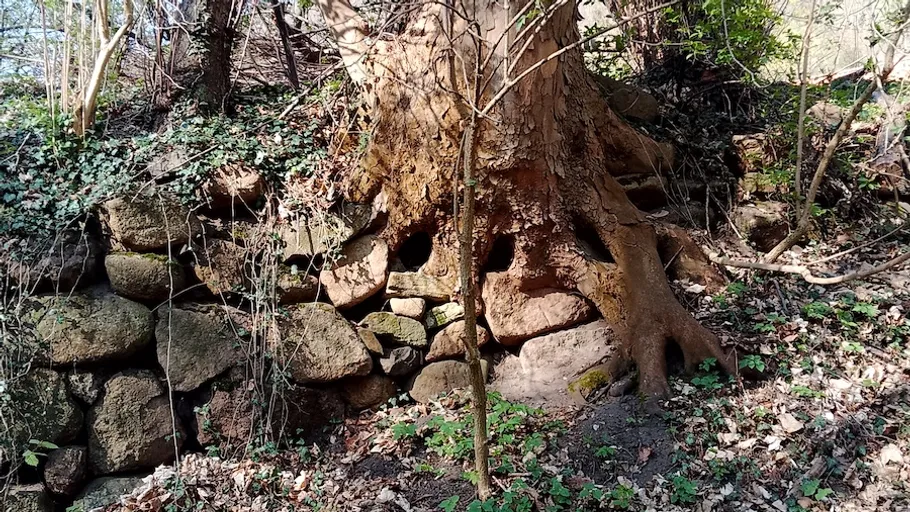 Tree roots growing over stone wall.