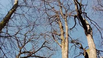 Hohe, blattlose Bäume vor klarem blauen Himmel.