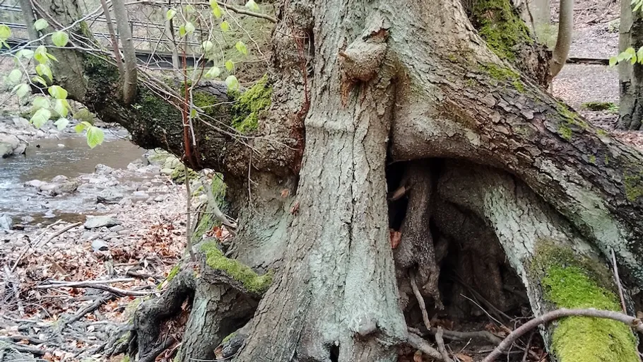Baum mit verdrehten Wurzeln am Bach.