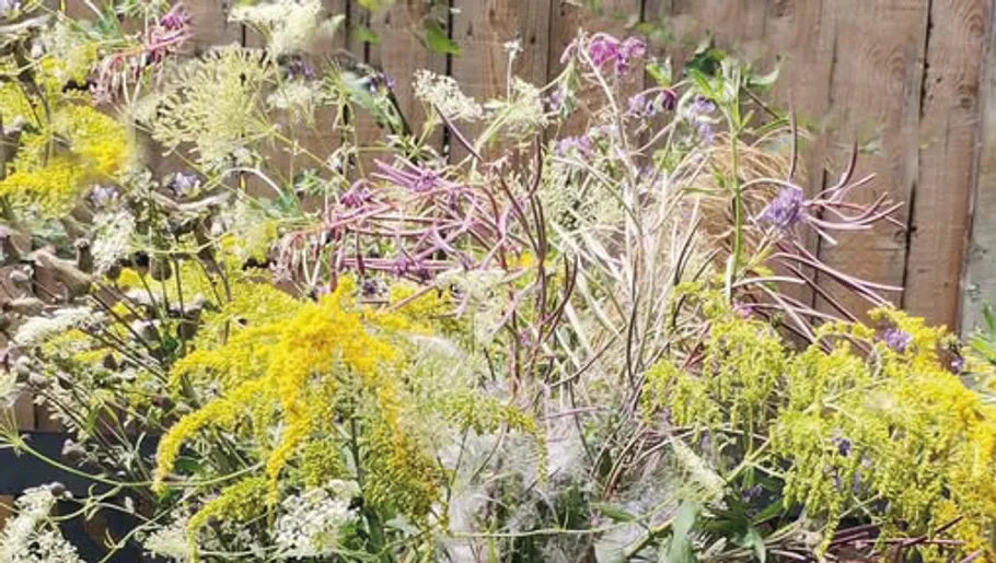 Wildflowers and grasses in garden setting.