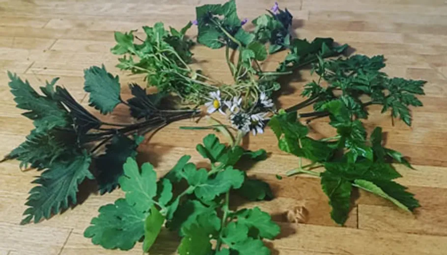 Different herbs arranged on wooden surface.