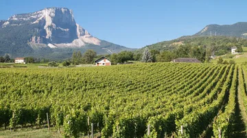 Weinberg mit Bergkulisse unter klarem Himmel.