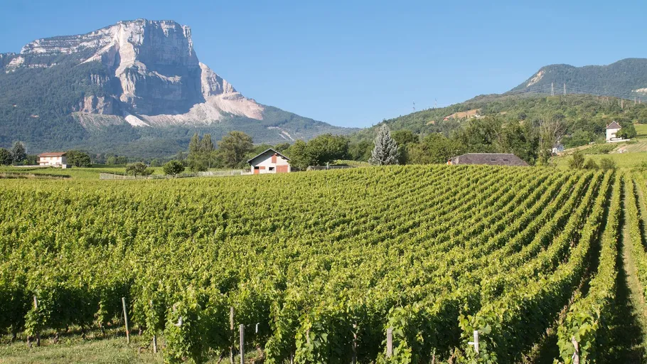Vineyard with mountainous backdrop under clear sky.
