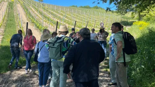 Gruppe spaziert an einem sonnigen Tag im Weinberg.