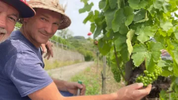 Two men inspecting grapevines in a vineyard.