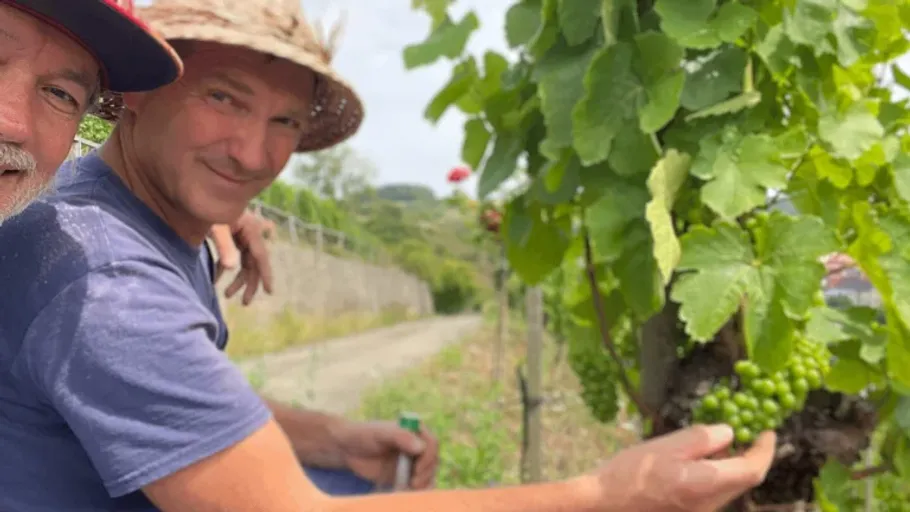 Two men inspecting grapevines in a vineyard.
