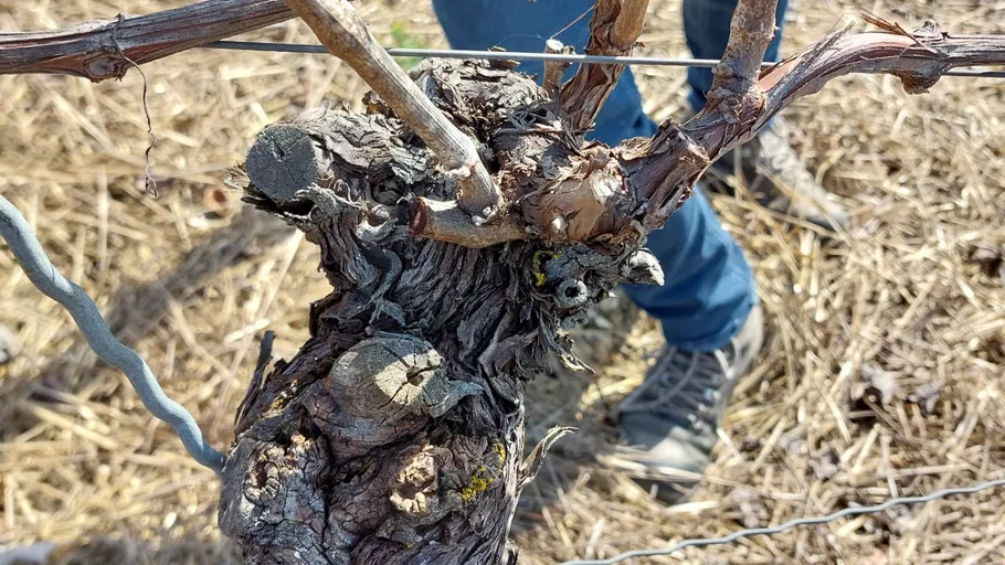 Grape vine close-up with person's legs visible.