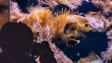 Silhouette fotografiert Aquarium mit Anemonen und Fischen.
