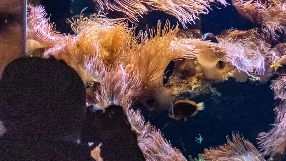 Silhouette photographing aquarium with anemones and fish.