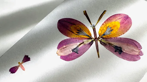 Butterfly created from flower petals on paper.