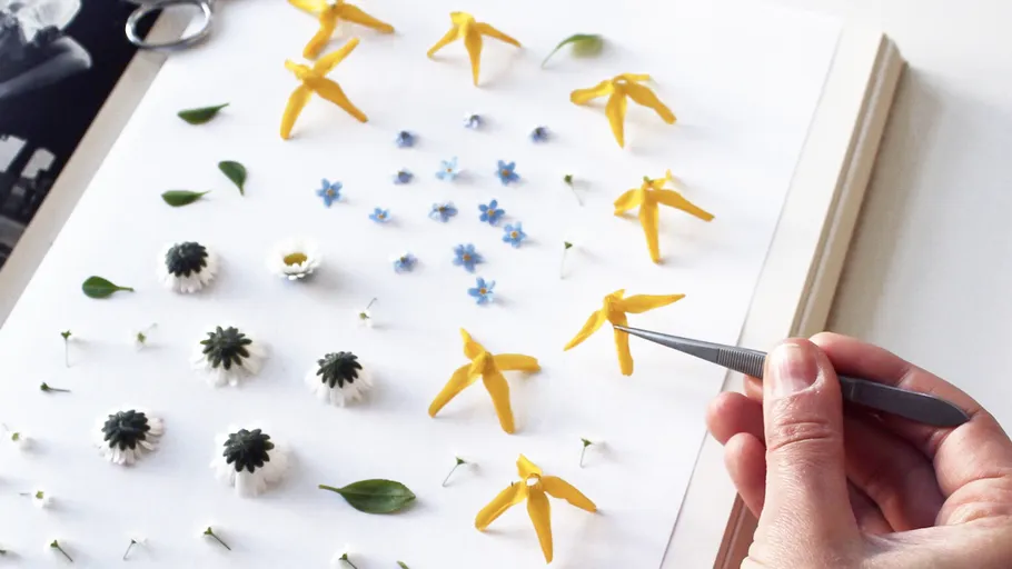 Blumen auf Papier angeordnet, Hand mit Pinzette.