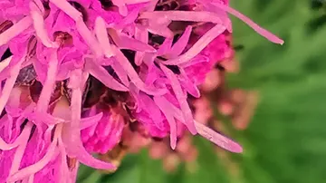Nahaufnahme von leuchtend rosa Blütenblättern.