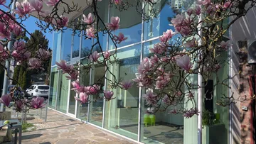 Magnolia tree with pink blossoms outside glass building.
