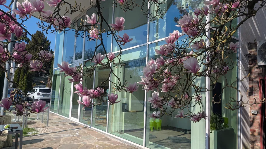 Magnolienbaum mit rosa Blüten vor Glasgebäude.