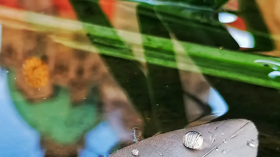 Feather with water droplets floating in a pond.