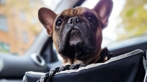 Französische Bulldogge sitzt im Autositz.