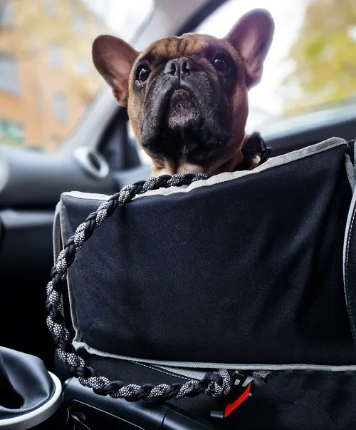 French Bulldog sitting in car seat.