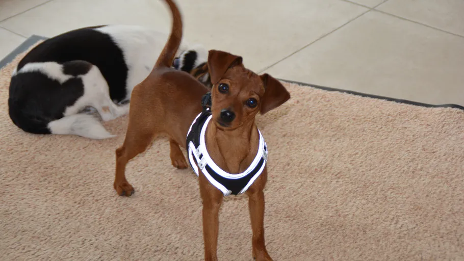 Small brown dog wearing harness on carpet.
