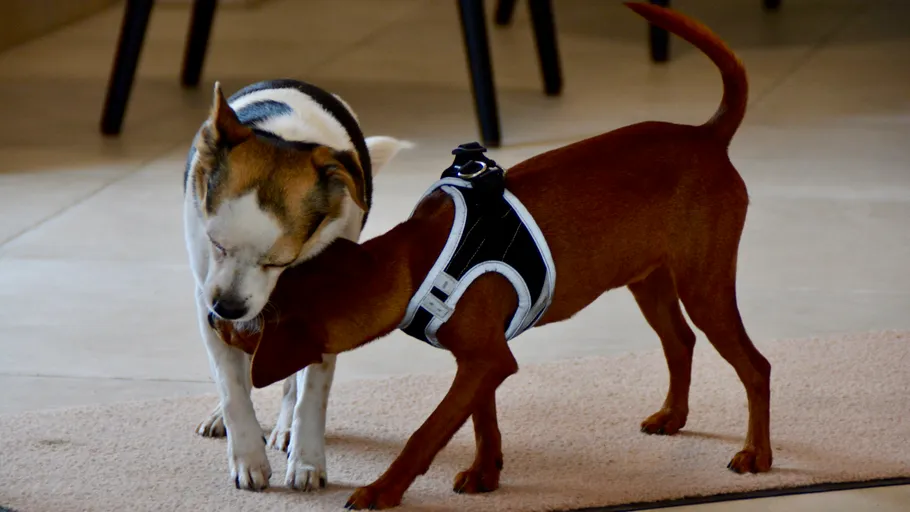 Two dogs sniff each other indoors.