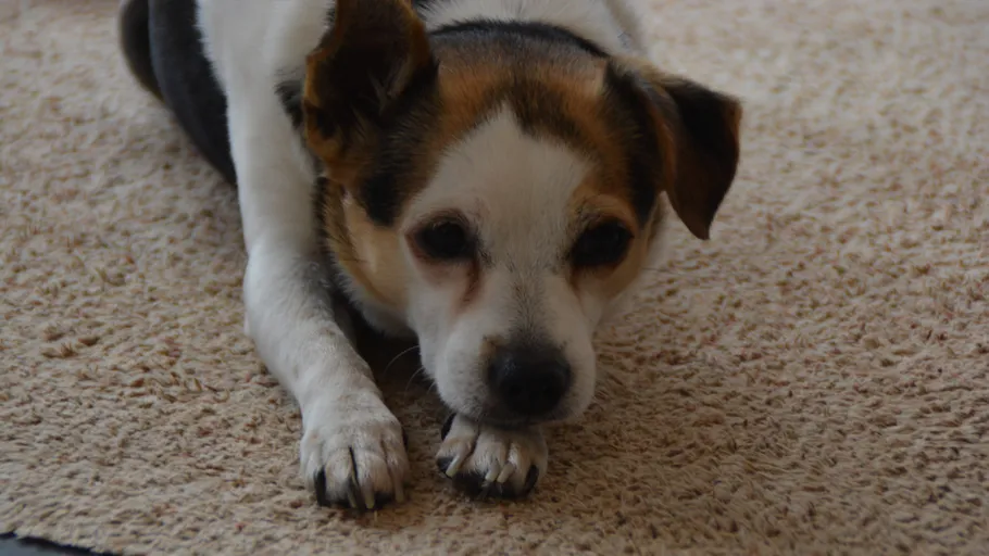 Dog lying on carpet, looking relaxed.