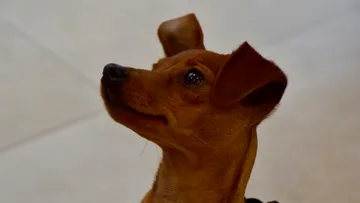 Kleiner brauner Hund schaut nach oben drinnen.