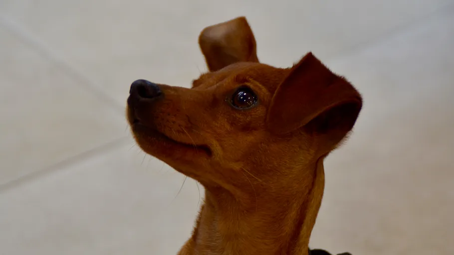 Small brown dog looking up indoors.