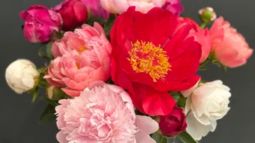 Bouquet of colorful peonies against dark background.