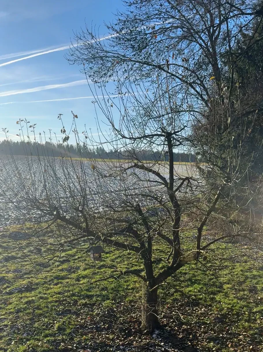 Bare tree in sunny field, blue sky.
