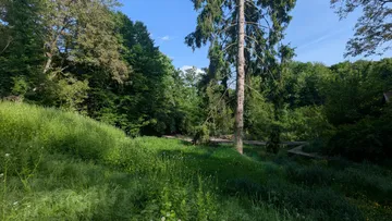 Hoher Baum umgeben von saftiger grüner Wiese.