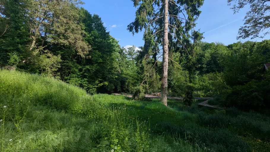 Tall tree surrounded by lush green meadow.