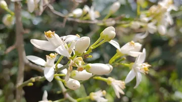 Weiße Blumen auf einem Zweig im Freien.