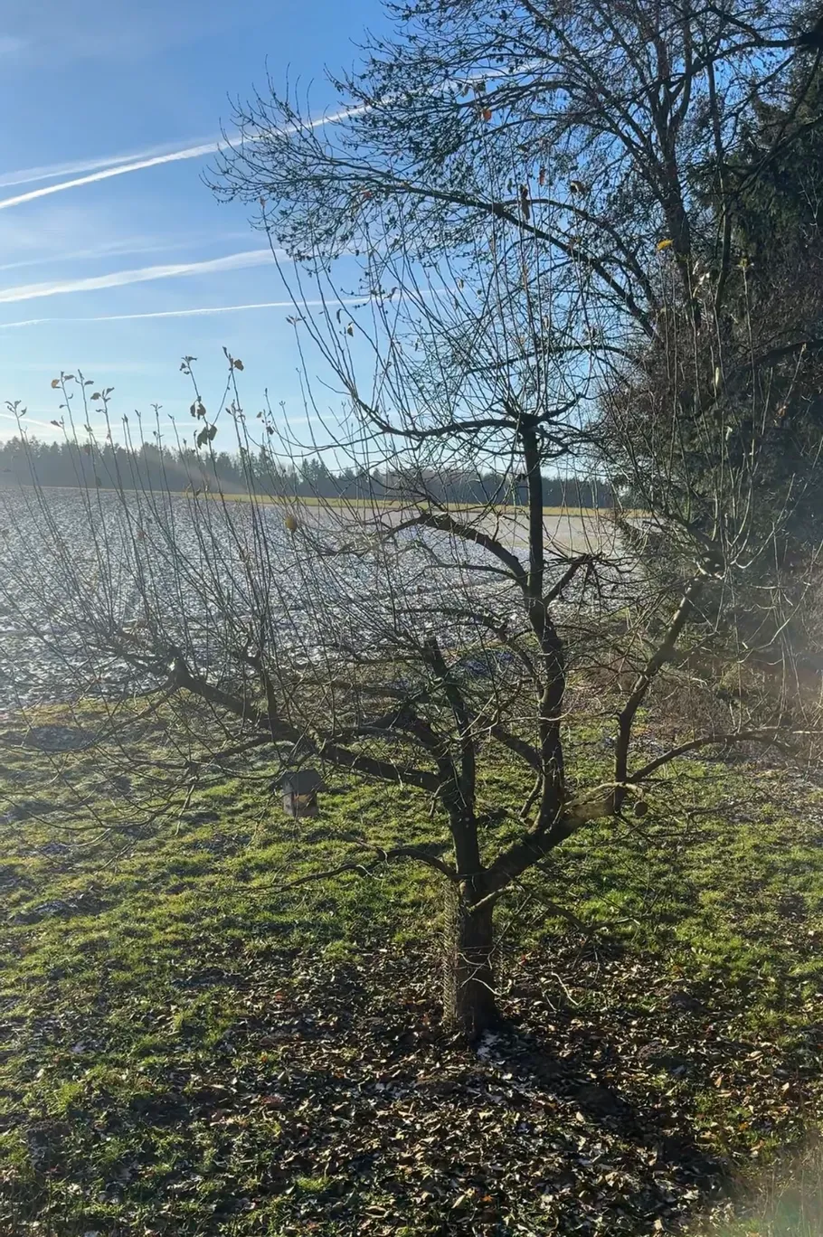 Blattloser Baum auf Grasfeld, sonniger Tag.