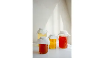 Four jars of kombucha fermenting in sunlight.