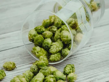 Grüne Hopfenblüten in einem umgekippten Glas auf Holz.
