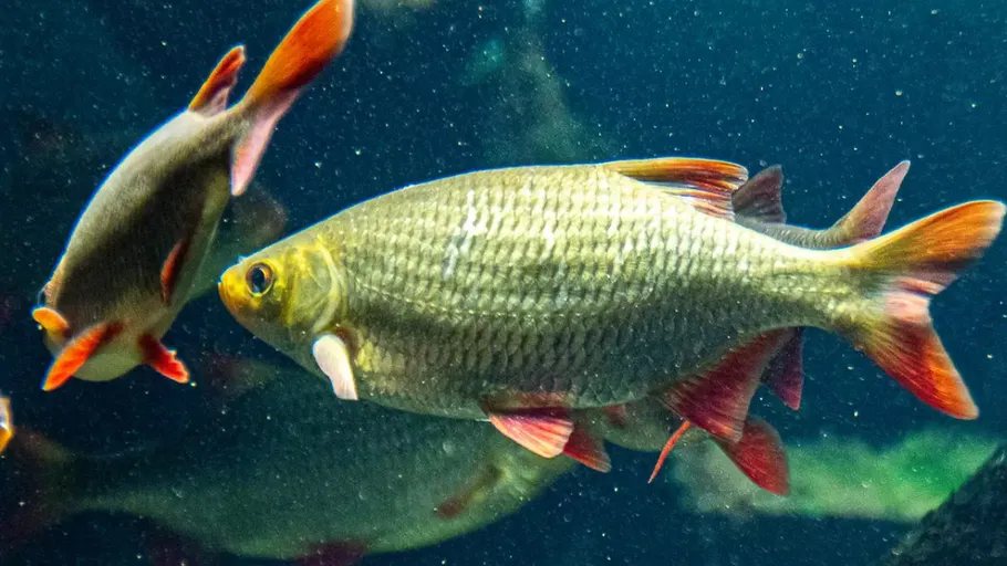 Two fish swimming in a clear aquarium.