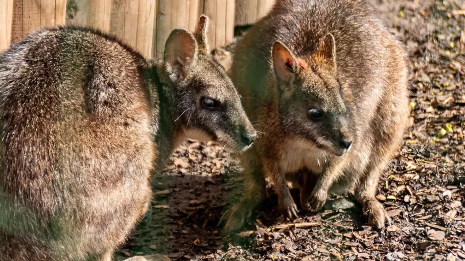 Two wallabies standing on wood chips outside.