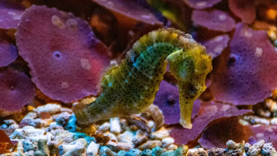 Seepferdchen schwimmt nahe Korallen im Ozean.