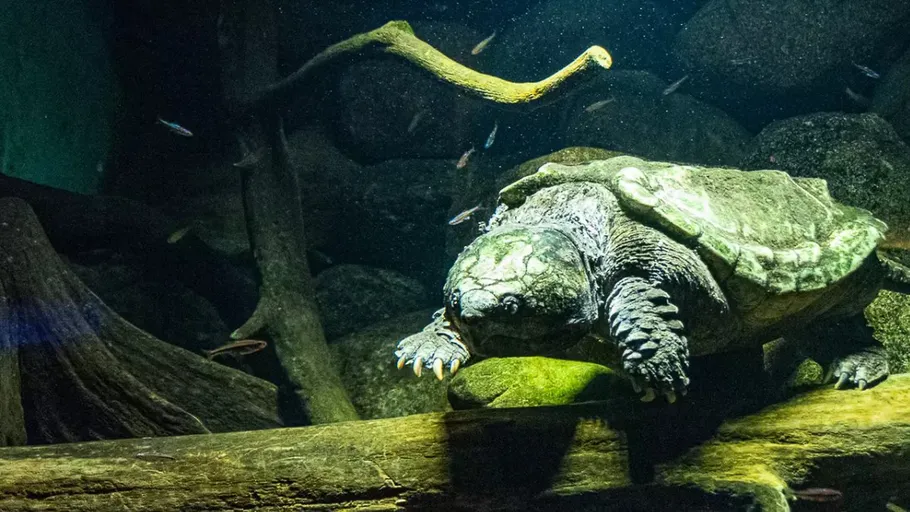 Schildkröte läuft auf Unterwasserholz im Aquarium.
