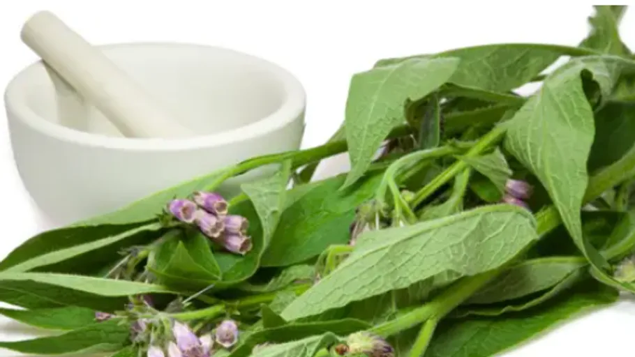 Comfrey leaves and flowers next to mortar and pestle.