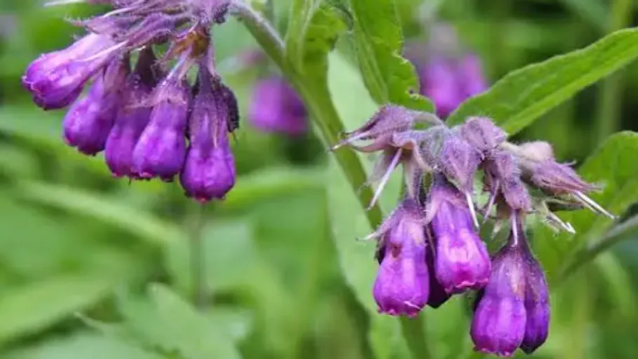 Lila Blüten hängen an grünen Stielen draußen.