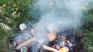 Wood and coconuts burning on grassy ground.