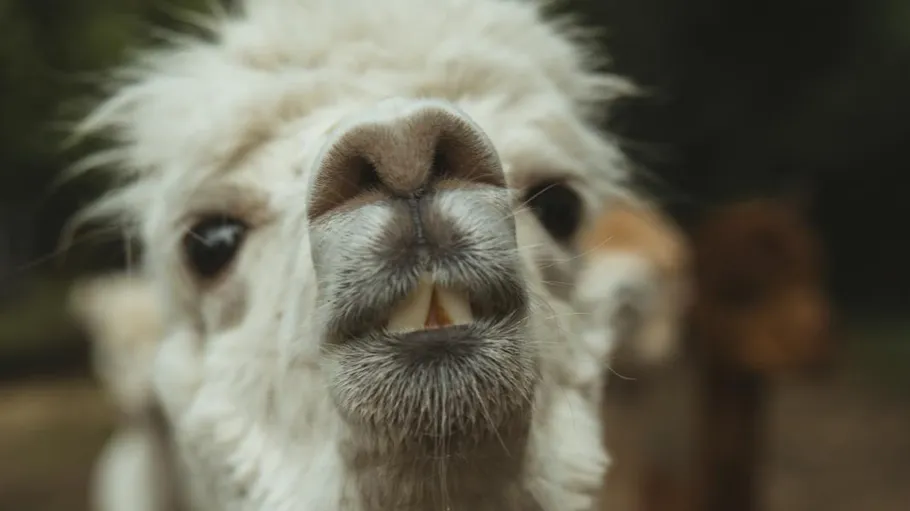 Close-up of an alpaca's face outdoors.