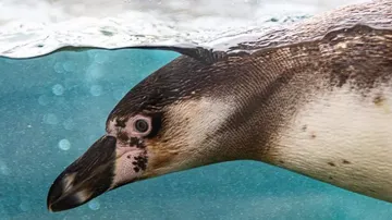 Penguin swimming underwater with bubbles behind.