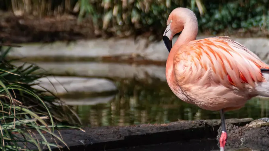 Flamingo standing by water in outdoor setting.
