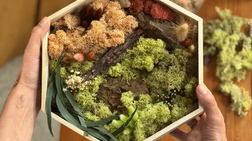 Hands holding hexagonal frame with moss arrangement.