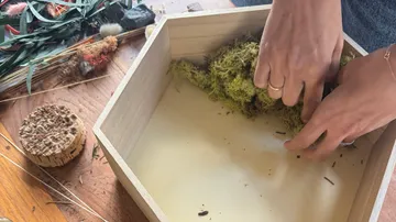 Hände arrangieren Moos in Holzkiste.