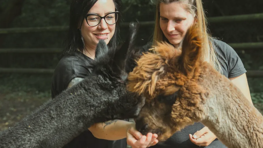 Two people feed alpacas in a wooded area.