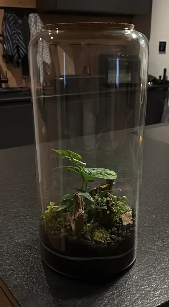 Terrarium mit Pflanzen in Glasbehälter drinnen.