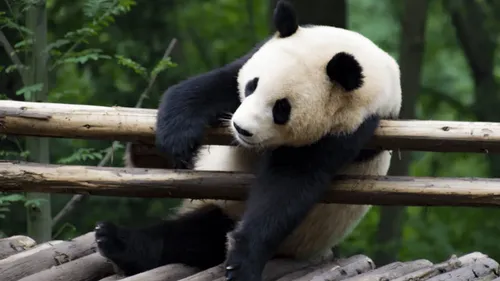 Panda-Bär entspannt auf Holzstruktur, Waldhintergrund.