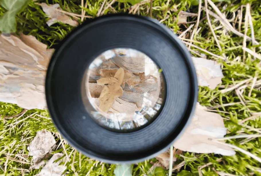Magnifying glass on bark and grass.